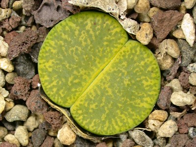 Lithops Greenhorn